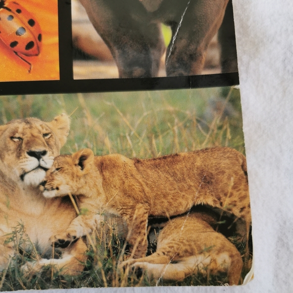 Scholastic Encyclopedia of Animals Book - Picture 3 of 8